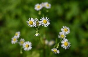 Read more about the article APGO EDUCATION FOUNDATION LAUNCHES NEW FLORA TAB OF HAMILTON AREA IN PARTNERSHIP WITH THE BRUCE TRAIL CONSERVANCY ON GEOSCIENCEINFO.COM